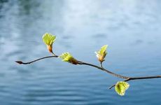 立春的俗称是什么 民间的习俗活动是哪些