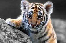 1998属虎人2025正缘方向