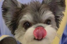 94年属狗的2026年运势和财运