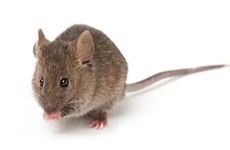 属鼠寅时出生的男孩 女孩命运好不好