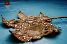 白露节气有吃龙眼的典故吗 历史悠久讲究多