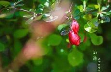 2024年小满生的女孩命好不 有贵人扶持则一生幸福荣华