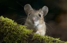 属鼠女不爱你的表现