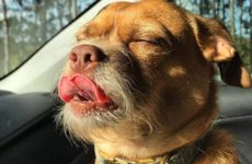 一家三口同属狗财运旺旺