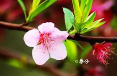 2024年春分是几月几号 2024年几点几分立春