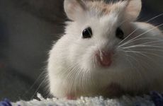 属鼠女与属狗男相配吗 属鼠男和属狗女相配吗