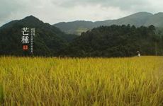 2024年芒种可以种什么作物 芒种时节三候