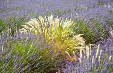 芒种节气适合吃什么比较好 桑葚和黄瓜怎么样