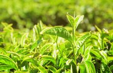 北京人谷雨吃什么食物