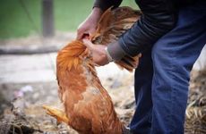 2023年生肖犯太岁有哪些属相 2023年生肖鸡犯冲太岁