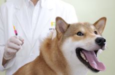 属狗人最不好的出生时辰是什么时候