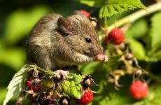 2013年属什么生肖几岁 2013年癸巳年为水蛇之命