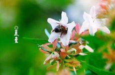 哪些属相不适合戴珍珠耳环