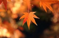 秋分是24节气的第几个节气