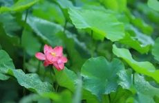 2024夏至的日子好不好