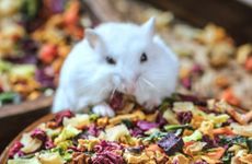 几点出生的属鼠人有官运？