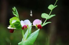 孕妇梦见吃苹果是什么意思 孕妇梦见吃苹果生男生女