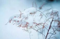 三九将至 俗语“大雪年年有 不在三九在四九”