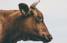 三国中属牛的人物代表