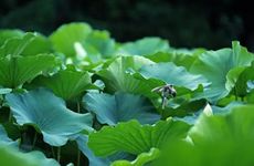 大暑节气的民间习俗及传统美食