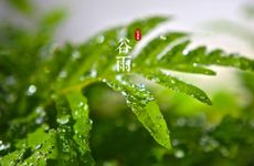 谷雨节气正确吃香椿的方法