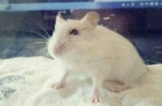 72年9月属鼠51岁2023年能退休吗 72年属鼠49岁以后的一生命运