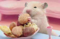 属鼠的个性与特征 婚配表