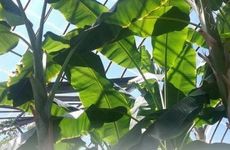 五树不进宅是哪五种树 室内种树种什么树好