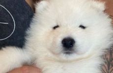 什么事情是属相狗吃饭前要做的