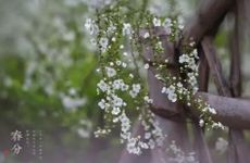 春分节气吃什么传统食物 汤圆萝卜驴打滚