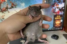 2023年冲太岁的属相是什么？冲太岁一定不好吗？