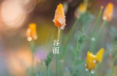 谷雨是几月份 24节气中谷雨的来历
