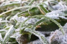 梦见掐死虱子预示财富之潮即将澎湃