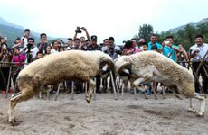 2026年是属羊人最大转变年