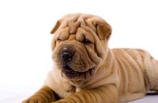 戍狗年是哪一年