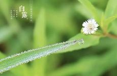 【中华传统】二十四节气之画说白露