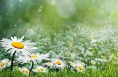 2024年立夏前一天可以结婚吗 立夏天可以吃什么食物