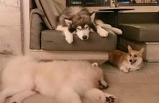 生肖狗财位方向哪边最好