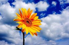 有决断力，敢拼搏的星座，个性坚毅不扭捏，天生是做大事的料