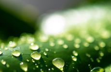 梦见枯树长新芽有什么寓意