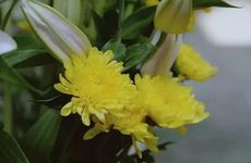 清明节上坟送几朵菊花好 上坟菊花多少支为宜