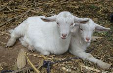 1991属羊人2026年会怀孕吗