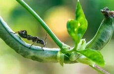 2022惊蛰是具体时辰是多少？数九是立春结束还是惊蛰结束？