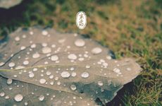 2024年寒露养生茶饮大全