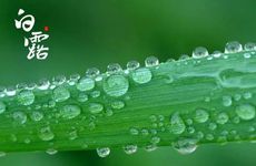 2023白露的含义及特点