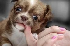 生肖狗相生相克相冲表 生肖狗什么生肖相冲