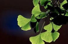 2024年立夏季节吃什么好 鲜香美味立夏蛋