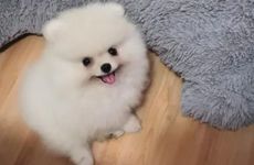 梦见与他人争夺房产寓意什么