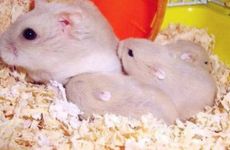 属鼠人2022年10月运势运程完整版 单身鼠有脱单机会