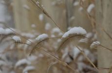 小雪节气风俗活动及养生知识